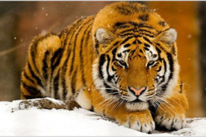 Transcaucasian tiger Transcaucasian tiger
