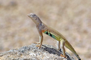 Zebrokhny lizard: снимки на необичайна игуана Zebrokhny lizard: снимки на необичайна игуана