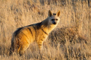 Aardwolf