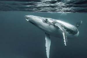 Франц джоузеф е бил посетен за първи път от hunchbacked whales