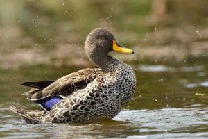 Жълто -биращ kryakva - rybai duck Жълто -биращ kryakva - rybai duck