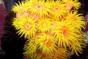 Actinia animal: местообитание, външен вид, начин на живот