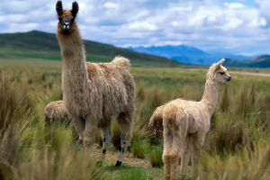 Lama animal: снимка, описание, цялата информация