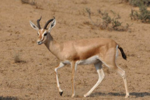 Gazelle dorkas
