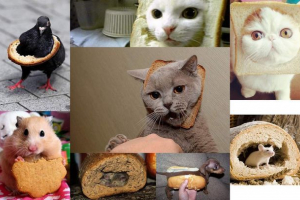 Животни в хляб: пакости или глад? Животни в хляб: пакости или глад?