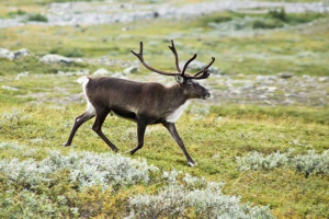 Животинският свят на северна америка