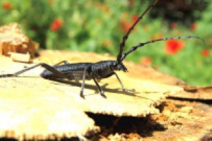 Beetle lumberjack Beetle lumberjack