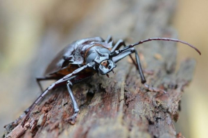 Beetle-beep