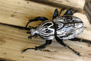 Beetle-goliath Beetle-goliath