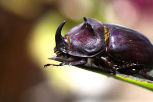 Rhinoceros beetle