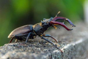 Bug-rogach