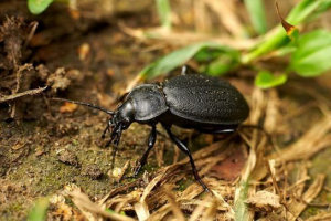 Goebler beetle Goebler beetle