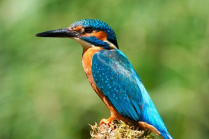 Kingfisher Kingfisher