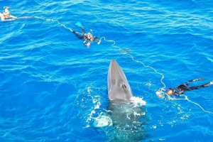 Защитниците на зоопарка спасяват кит, забит на плиткия