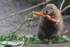 Куче на поляната стана звездата на деня