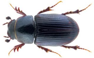 Червена книга на региона кемерово (кузбас)