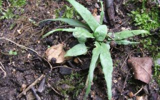 Червена книга на територията на красноярск