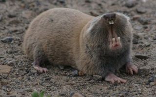 Червена книга на република дагестан