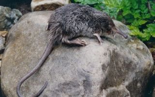 Червена книга на москва регион