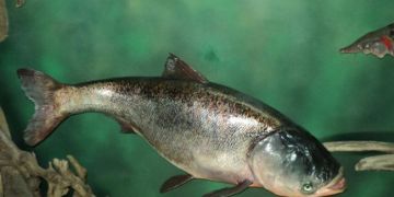 Кръстосана риба