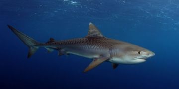 Червено море риба