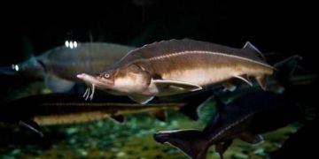 Червена книга на русия