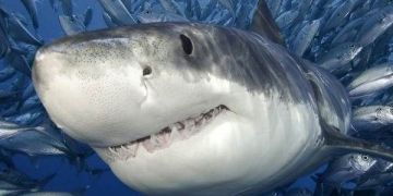 Видове акули. Описание, име и характеристики на видовете акули