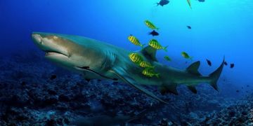 Видове акули