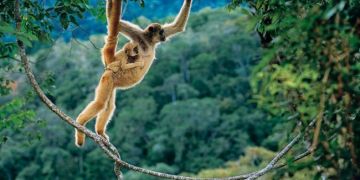 Животни от бразилия